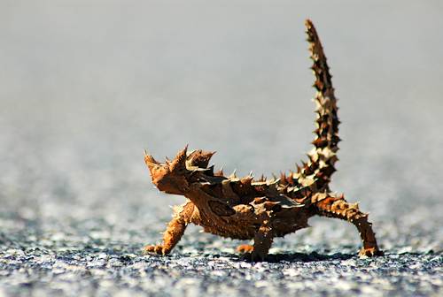 World Visits: Sahara Desert Animals Dangers Animal's